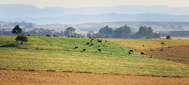 rural fields with cows