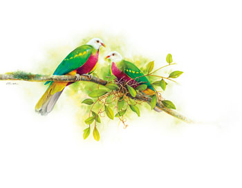 Tina Wilson – Summer calls: Wompoo fruit-dove