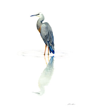 Tina Wilson – Time stands still: White-faced Heron