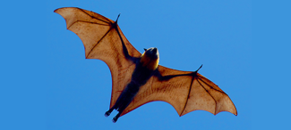 Avoid handling bats to protect yourself against lyssavirus